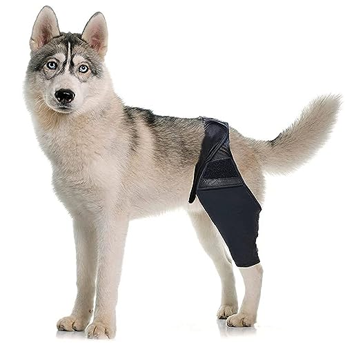 Protect Your Pup's Paws 10 Best Knee Braces for Dogs with Reviews and