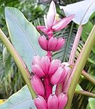 BALDUR Garten 1x Rosa Zwerg-Banane, Pflanze im 12 cm-Topf, Musa velutina, Keniabanane, exotische Bananen-Rarität, mehrjährig - frostfrei halten, Bananen-Früchte essbar