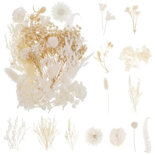 Xinzistar Fleur Sechees Naturel, Fleurs Sechees Blanche Vraies Fleurs Séchées Fleurs Pressées Séchées pour Scrapbooking Bougie Bricolage Fabrication de Cartes Art Maquillage Décoration