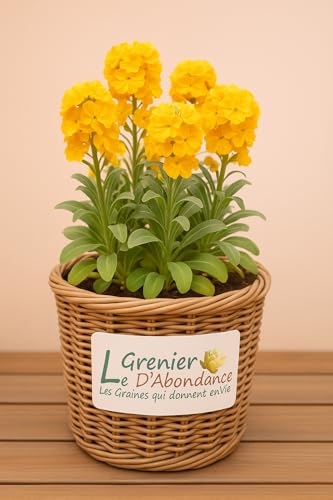 100 graines à semer - Le Grenier d'Abondance - Grande Giroflée Inca – Matthiola incana