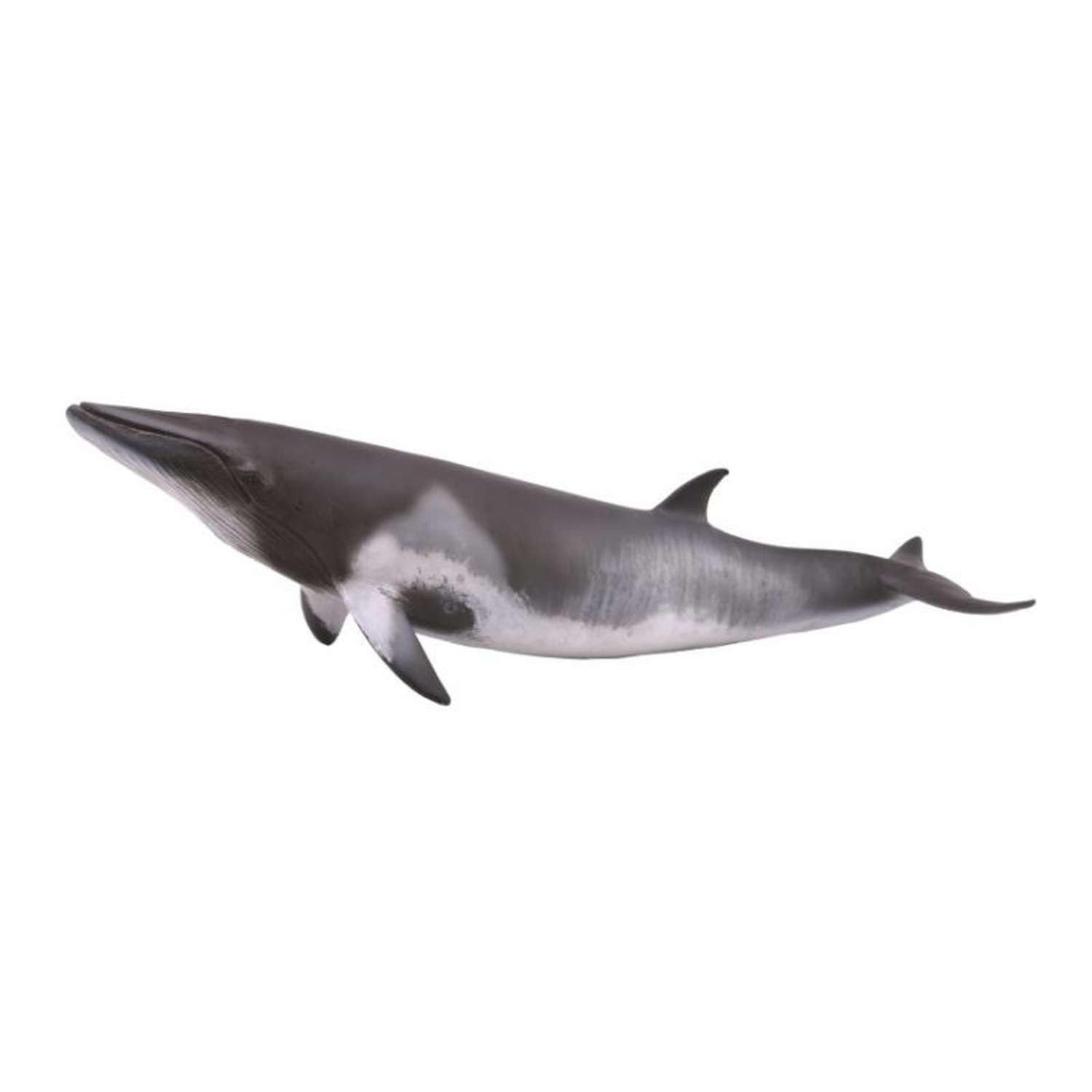 CollectA Minke Whale Figure – Hand Painted Realistic Marine Animal Toy, Detailed Scale Replica Wildlife Model for Kids, Educational Ocean Animal Collectible, Ages 3+