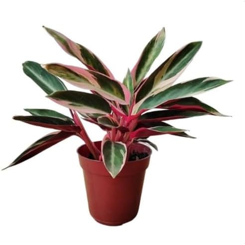 Maranta Tricolor Planta Natural Muda Folhagem Triostar Viva