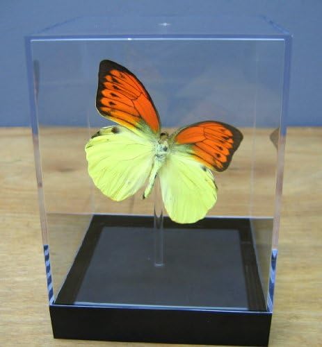 Mounted Vibrant Sulpher Butterfly Table Top Display (4" x 4" x 5.5")