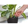 Engrais Pour Plantes D'intérieur Miracle-Gro - Bâtonnets 6-12-6, 1.1 Oz (31 G) - Nutrition Jusqu'à 60 Jours