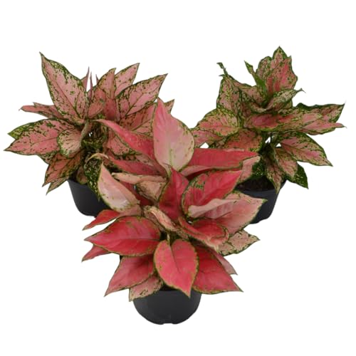 Live 6 Inch Aglaonema 3-Pack Chinese Evergreen Lucky Plant Growers Choice of Ruby Ray Lady Valentine or Lucky Red in Nursery Grower Pot | Easy-Care Indoor Houseplant | Home or Office Dcor