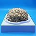 Human Brain Anatomical Model, Anatomically Accurate Brain Model Life Size Human Brain Anatomy for Science Classroom Study Display Teaching Model