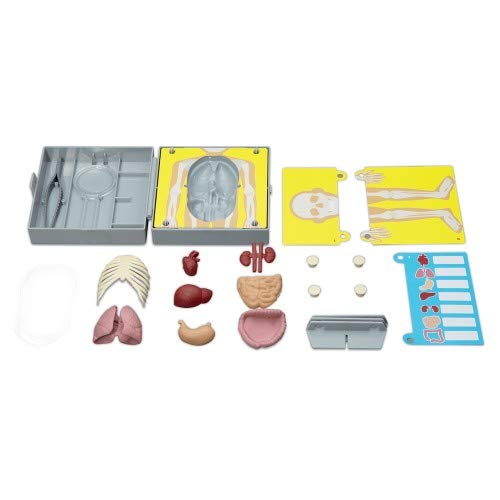 Anatomia - Torso Humano