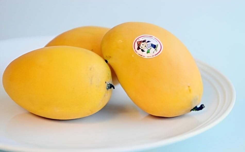 Image of Nursery Sein Ta Lone originated in Myanmar. Mango Plant (Grafted Plant Height 2 Feet) Hybrid 1 Healthy Live Fruit plant For Home Garden Fruit After 2-3 Years Aam King of fruits