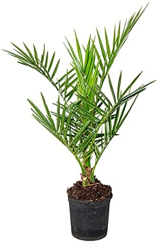 Chamaedorea Elegans - Palmier De Montagne - Lot De 3 Plantes D'Intérieur - Pot 9 Cm - Hauteur 30 Cm