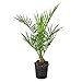 Produktbild Bloomique - Phoenix Canariensis - Kanarische Dattelpalme - Palme - Balkonpflanzen Winterhart - Höhe 50-70 cm - Topf 15 cm