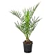 Balkonpflanzen Winterhart Phoenix Canariensis für Garten und Terrasse