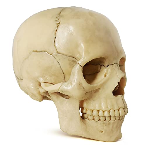 Benilev Mini Skull Anatomy Model, 15 Part Detachable Exploded Skull Puzzle Medical Skull Anatomical Model for Anatomy and Physiology Learning Teaching or Display, Colored Study Manual Included - Thumbnail 5