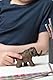 PAPO - Große Dinosaurierfigur - Junges Mammut, Zeuge der Eiszeit, Kinderspielzeug ab 3 Jahren - Entdeckung der prähistorischen Tiere und Naturgeschichte