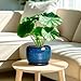 SQOWL Ceramic Planter 8 Inch - Pot for Indoor Outdoor Plants Round Ceramic Plant Pot with Drainage Hole and Saucer Modern Flower Pot Glazed Blue