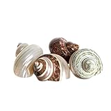 Hermit Crab Shells | Turbo Shells | 4 Assorted Turbo Shells 2-2.5" | Opening Size Approx. 1" | Hermi
