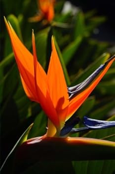 Bird of Paradise Journal: (Bird of Paradise Notebook, Journal, Bird of Paradise, Notebook, Log Book, Garden Book, Diary, Creative Writing, Poetry, 6 x 9, Medium, Ruled) (Flowers)