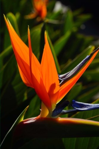 Bird of Paradise Journal: (Bird of Paradise Notebook, Journal, Bird of Paradise, Notebook, Log Book, Garden Book, Diary, Creative Writing, Poetry, 6 x 9, Medium, Ruled): Volume 12 (Flowers)