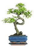 Bonsai LT