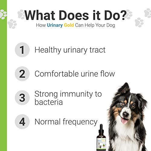 Is It Normal For A Dog To Only Pee Once A Day