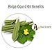 Salvia Ridge Gourd (Luffa Acutangula) Oil - 100ml/3.38Fl Oz with Dropper