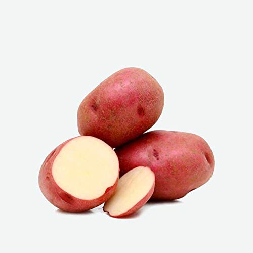 PATATA DE SIEMBRA DESIREE -BAND. 100 UD - PIEL ROJA