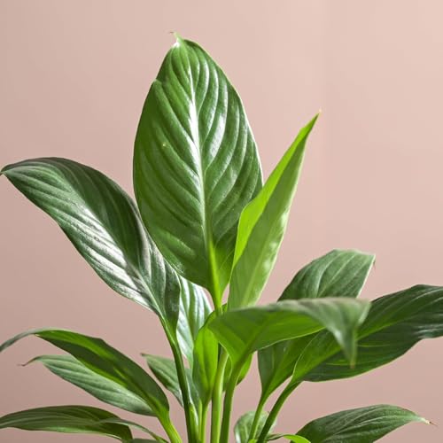 Image of UGAOO Combo of 3 Indoor Plants with Ibiza Pot - Money Plant Golden (Yellow), Jade Plant (Mocca) & Peace Lily (White) | Low-Maintenance Home & Office Decor for Living Room, Bedroom & Desk