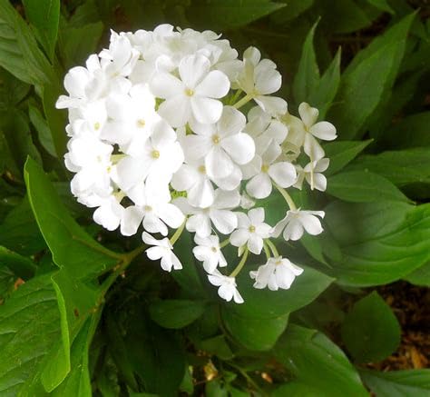 Mphmi Plant NCR Live Plumbago White - Plant