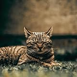 RELAXING MY CAT