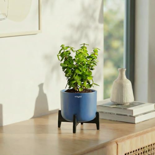 Image of Kyari Peace Lily Live Plant with Grey Self Watering Pot 4 Inch - Peace Lily Indoor Live Plant with Pot for Home, Living Room, Bedroom, Office - Flowering Air Purifying Indoor Plant