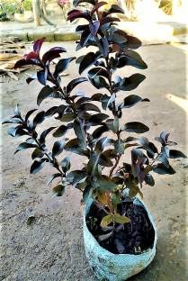 Cloud Farm Rare Live Indonesian Black Guava/Amrud Air-layered Hybrid Outdoor Fruit Plant (1-1.5 Ft Size) Pack of 1 Heathy Live Plant Indonesian Variety CF_49 (B0BR3PS23R) Amazon Price History, Amazon Price Tracker