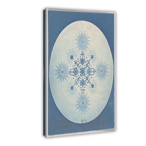 Photographie cyanotype de diatomées pour décoration murale salon et bureau