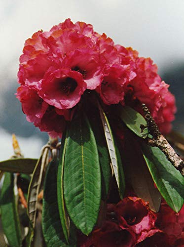 Rhododendron Arboreum | Burans | Gurans | 1000_Seeds #TOP3