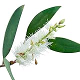 Zoom IMG-1 niaouli melaleuca viridiflora bio 30ml Zoom IMG-1 niaouli melaleuca viridiflora bio 30ml