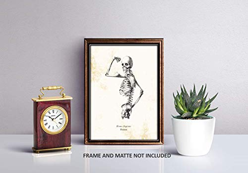 Homo Sapiens Human Skeleton Vintage Drawing - Biology Lab, Office, Library Decor - Science Classroom Artwork - 11 X 14 Unframed Print - Great Gift For Anatomy Lovers, Scientists, Teachers, Doctors #TOP7
