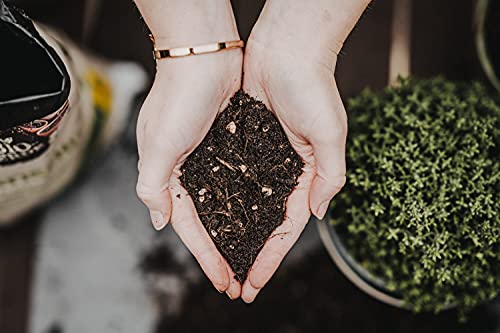 Floragard Bio-Erde Aromatisch 1x40 Liter - für Anzucht und Aussaat sowie für Kräuter - torffrei und vegan