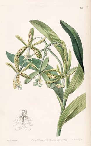 Cuadro Epidendrum Cristatum arte famoso en lienzo de 60x90cm para pared de oficina