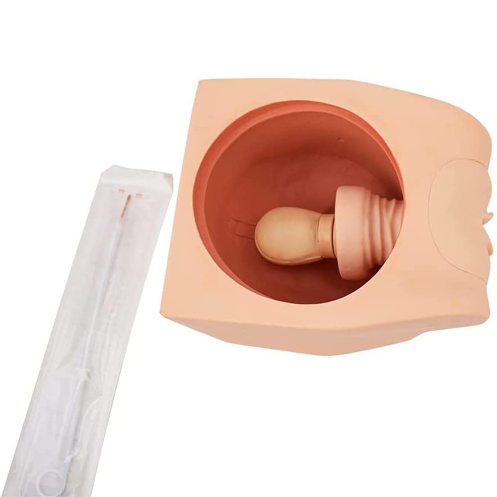 Modello di Guida alla contraccezione Femminile 1:1 Modello didattico per la contraccezione Manichino in PVC Modello didattico per la ginecologia Aiuto alla Formazione educati