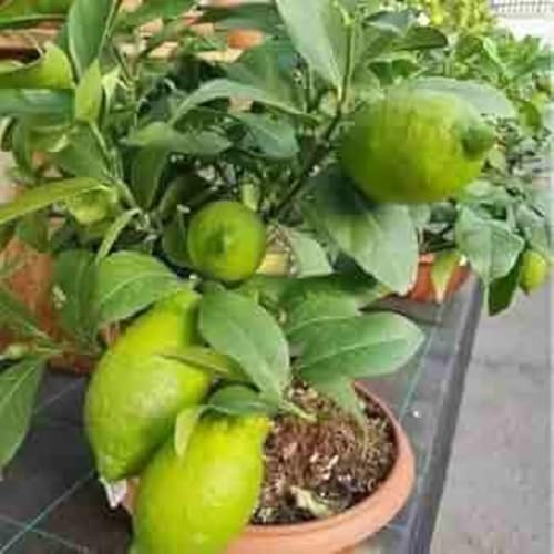 Image of Kagzi Nimboo Lemon Plant - Grow Abundant, Juicy Lemons with Superior Tart Flavor