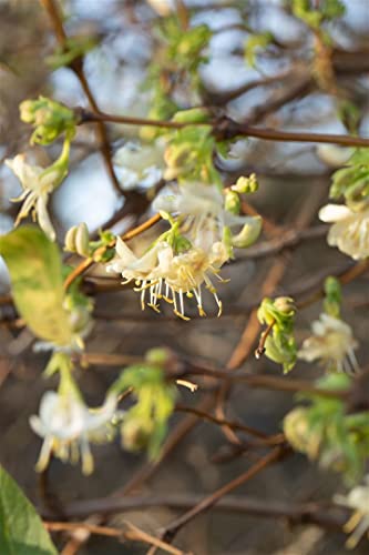 Lonicera purpusii 100–125 cm – Winterhart, Mehrjährig, Pflegeleicht – Wintergeißblatt – Heckenpflanze für Garten & Sichtschutz