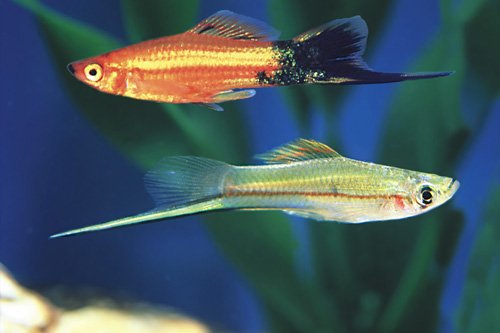 MIXED SWORDTAIL regular 2-2.25 inches