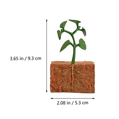 Toyvian 1 Simulação Conjunto Do Ciclo de Vida de Ciclo de Vida Da Planta de Feijão Verde Planta Brin