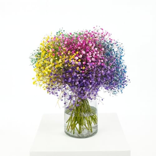 Imagen de FLORES SOLIDARIAS Ramos de Flores Naturales Paniculata de Colores Ramo Fresco de Calidad para Regalo