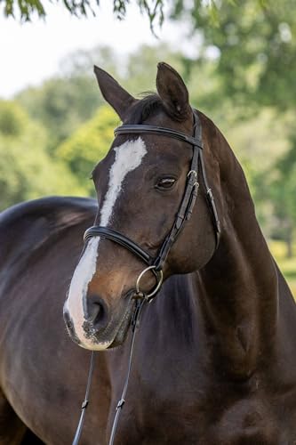 Vespucci Classic Dressage Bridle Cob