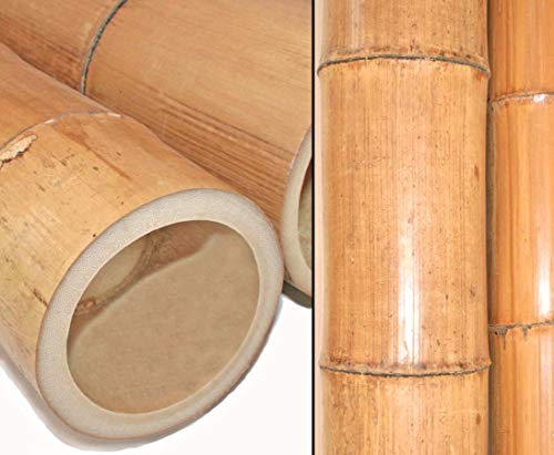 1 Stück Bambusrohr 200cm hitzebehandelt mit XL Durchmesser 12 bis 14cm dick - Gelbbraun getrocknet und gedämpft 2m lang