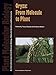 Oryza: From Molecule to Plant