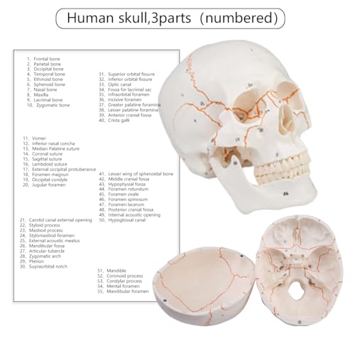 Image of Human Skull Life Size Number Anatomical Model 3 Parts and Painted Sutures 55 Label | 1:1 Full Size,Medical Students and Science Education,Anatomy Study Course,Realistic Skull Model