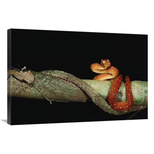 24 x 36 in. Emerald Tree Boa Juvenile, Iwokrama Reserve, Guyana Art Print - Pete Oxford