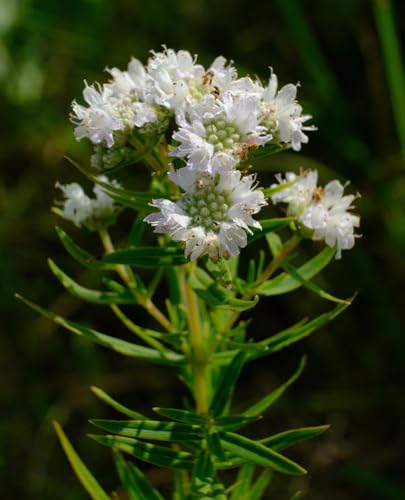 3 Live Mountain Mint Plants Pycnanthemum virginianum