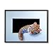 Stupell Industries Baby Ocelot Cat Relaxing Paw Dark Mysterious Space, Design by Alan Weston