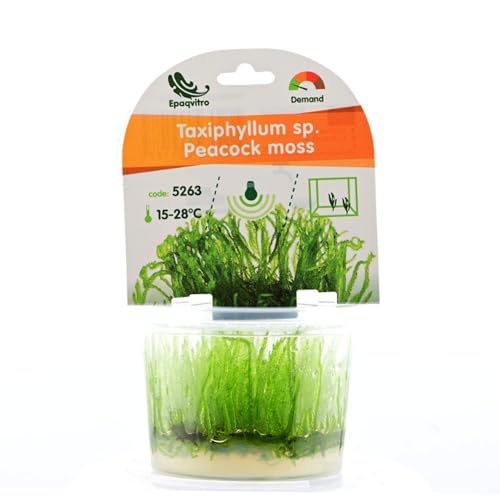AquaBreedingSkill Aquarium Pflanzen Echt InVitro Taxiphyllum Moos Wasserpflanzen für Aquarium Aquariumpflanzen ohne Schnecken & Algen Ideal für Aquascaping & Garnelen (Peacock 1 pcs)